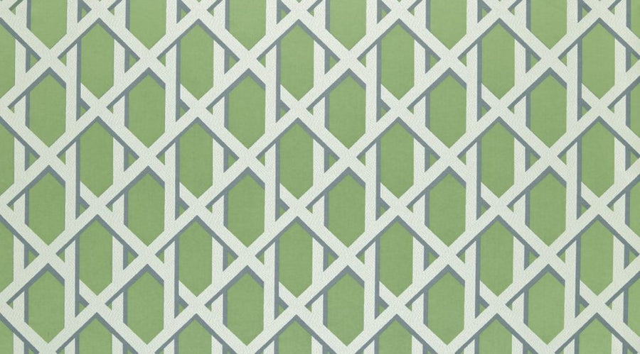Palm House Collection | LATTICE KIWI